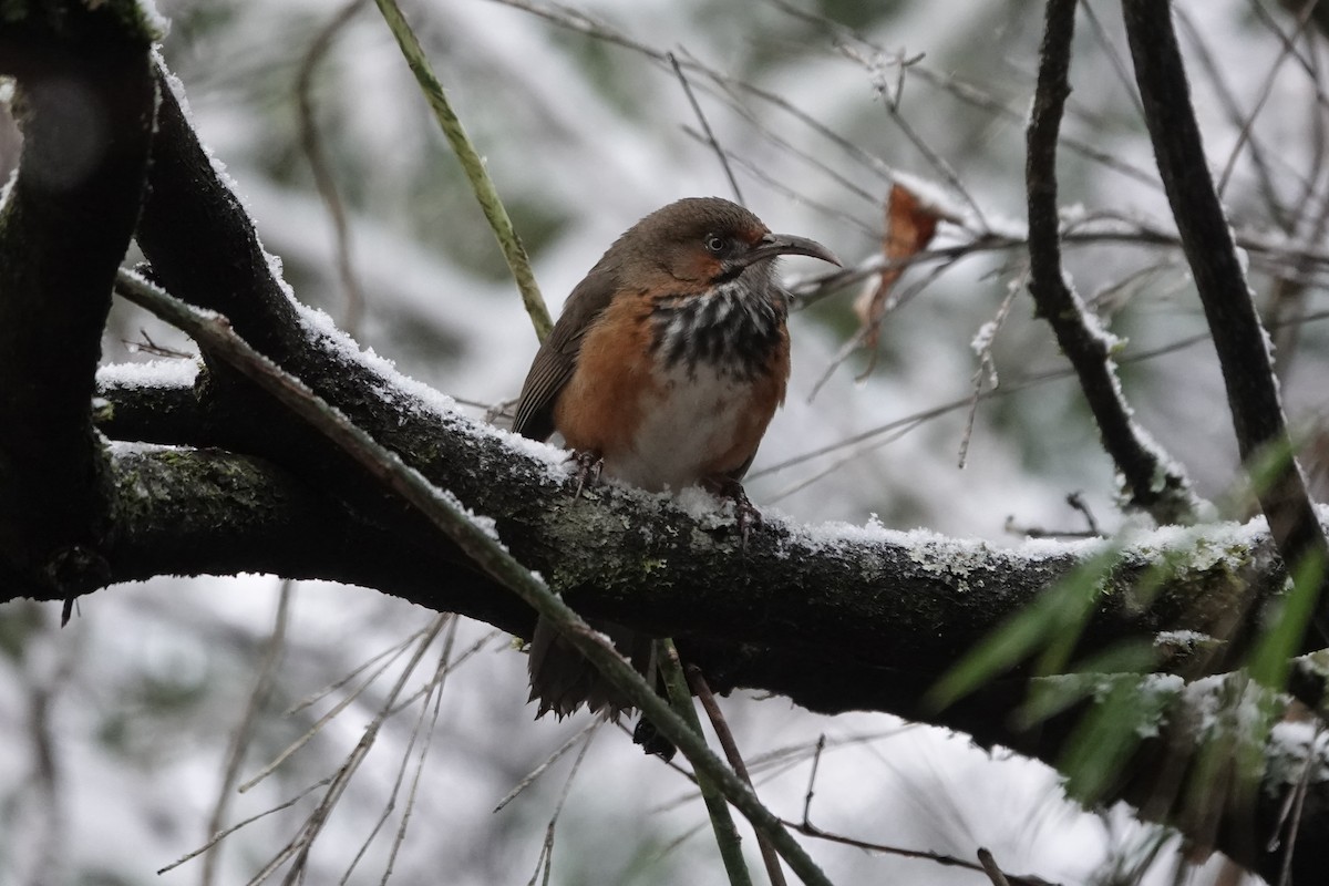 Black-streaked Scimitar-Babbler - ML642051481