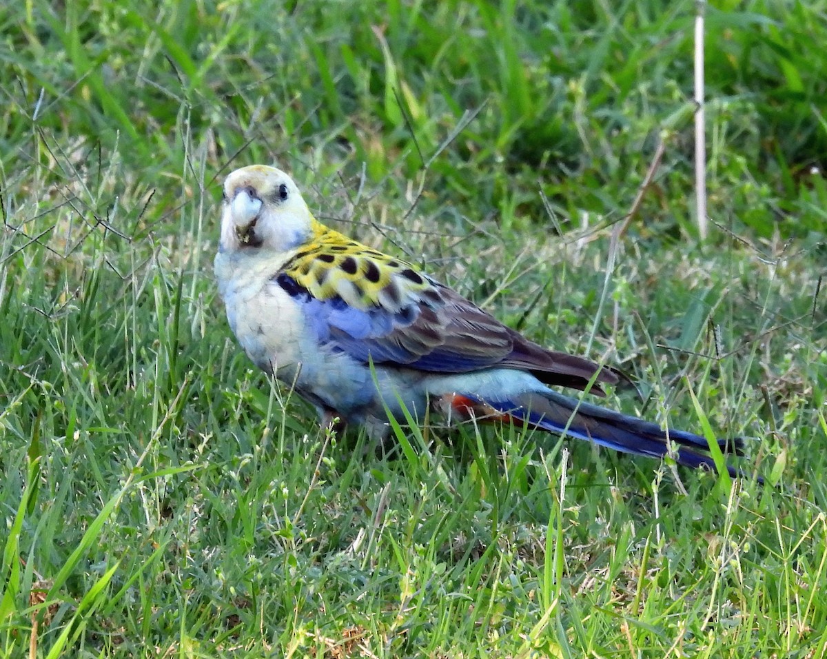 Pale-headed Rosella - ML642051483