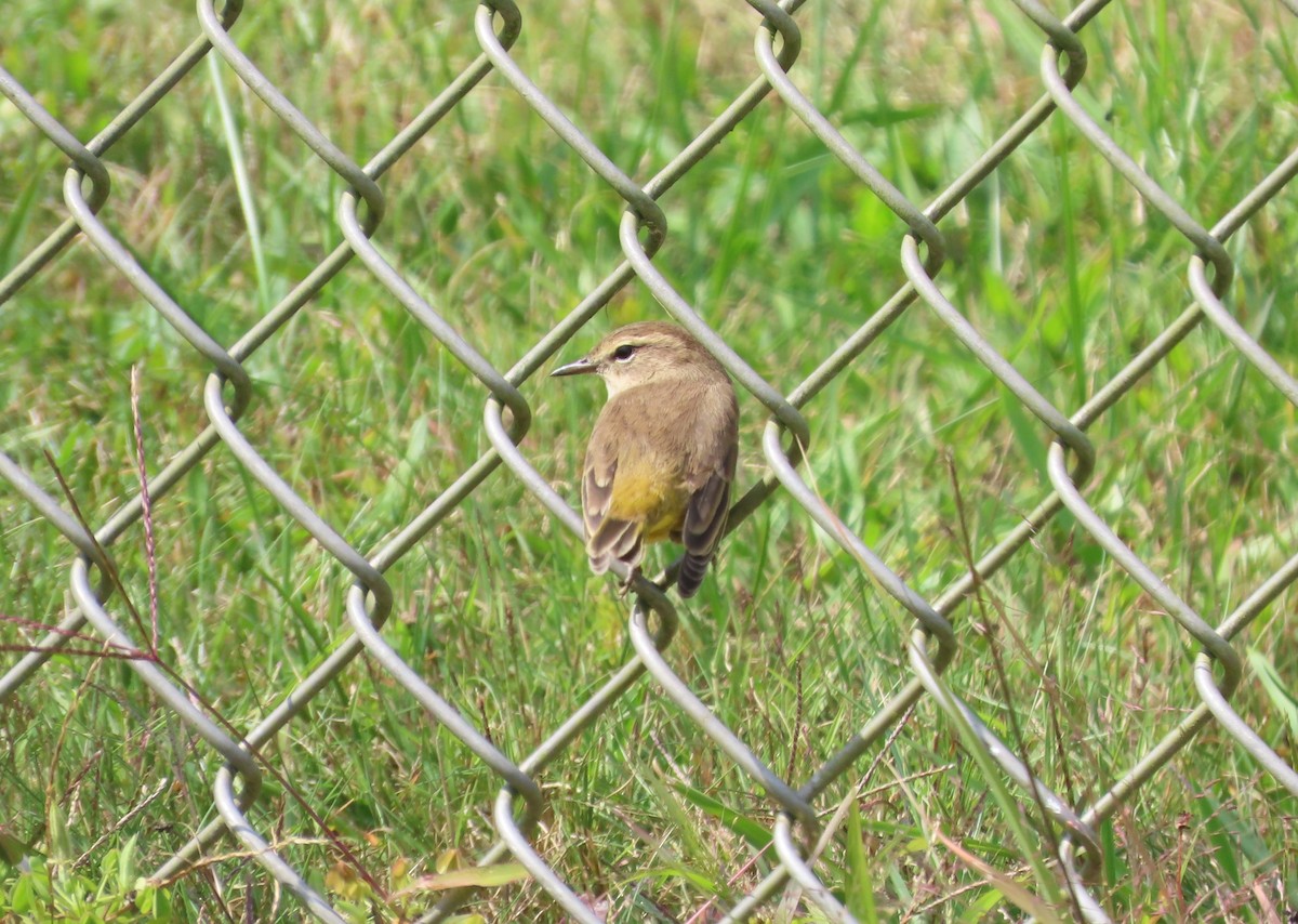 Palm Warbler (Western) - ML642051496