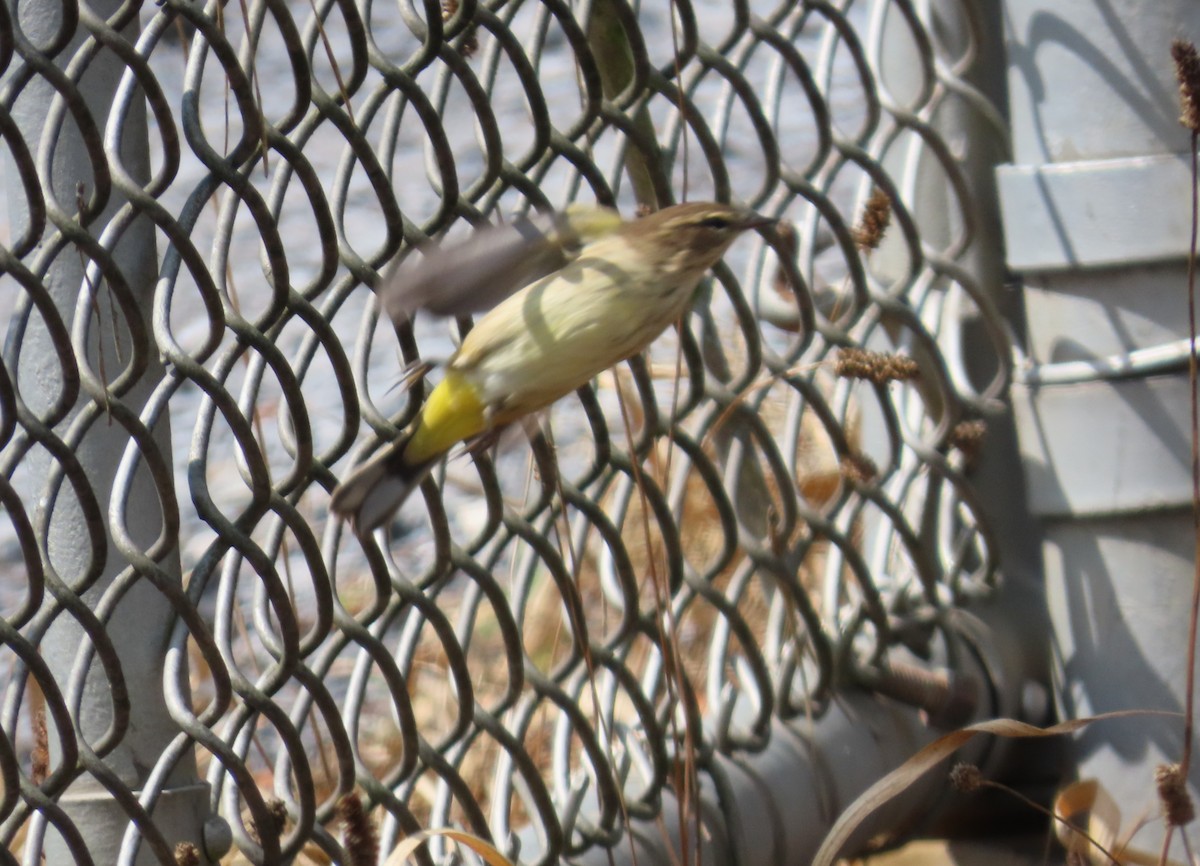 Palm Warbler (Western) - ML642051497