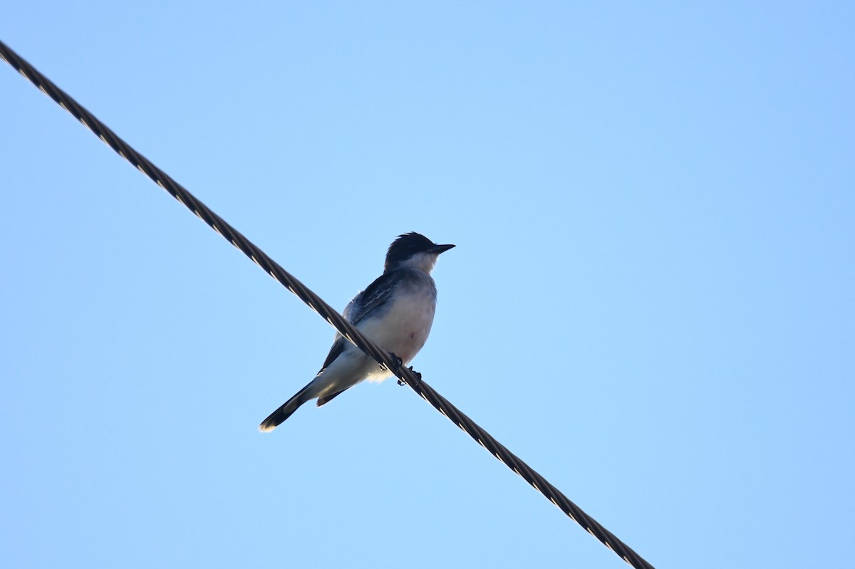 Eastern Kingbird - ML642051547