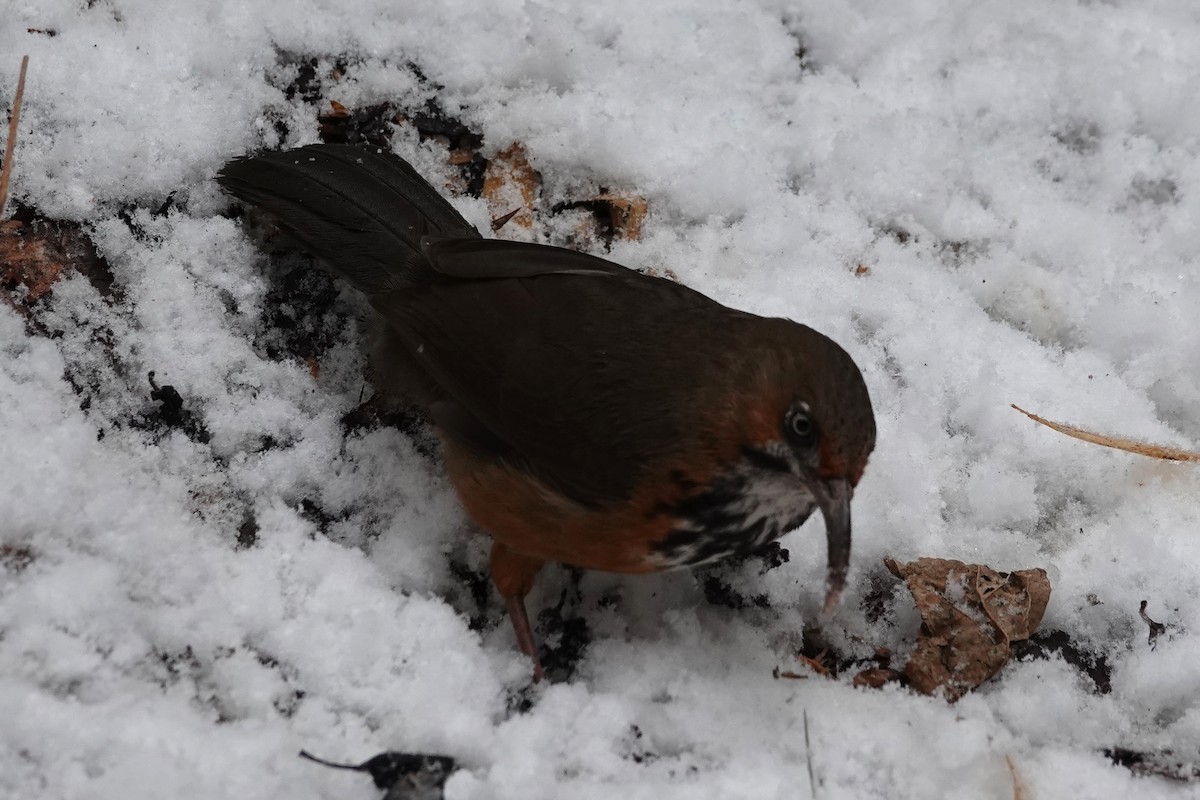 Black-streaked Scimitar-Babbler - ML642051548