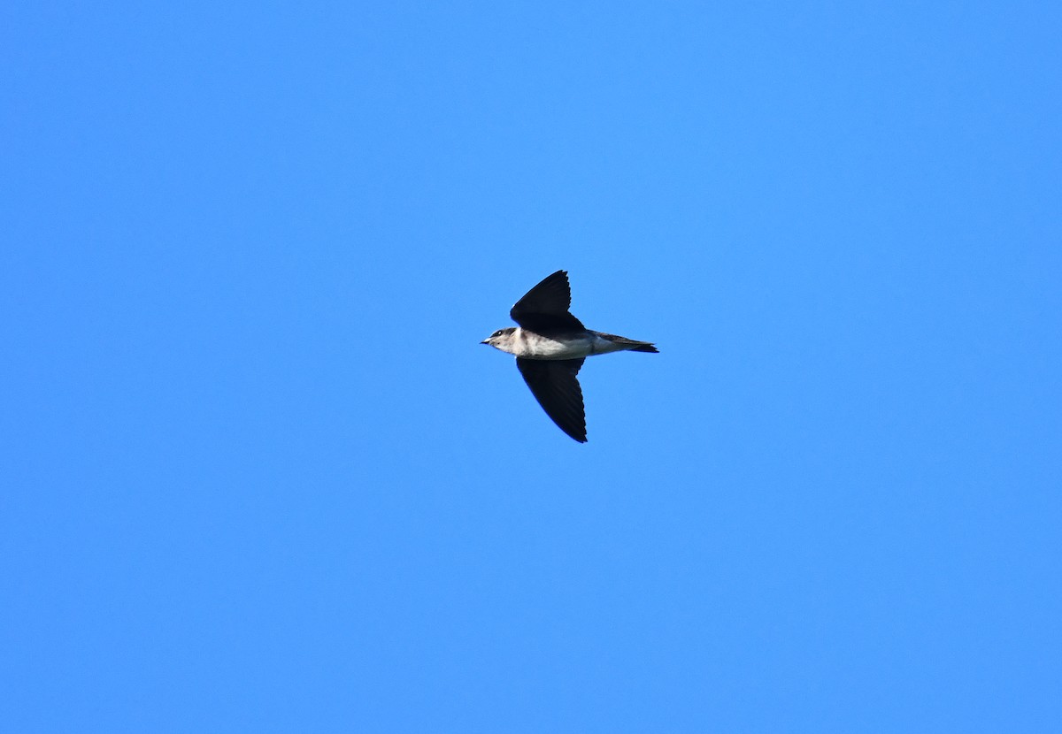 Hirondelle noire - ML642051551