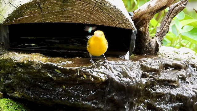 Prothonotary Warbler - ML642051576
