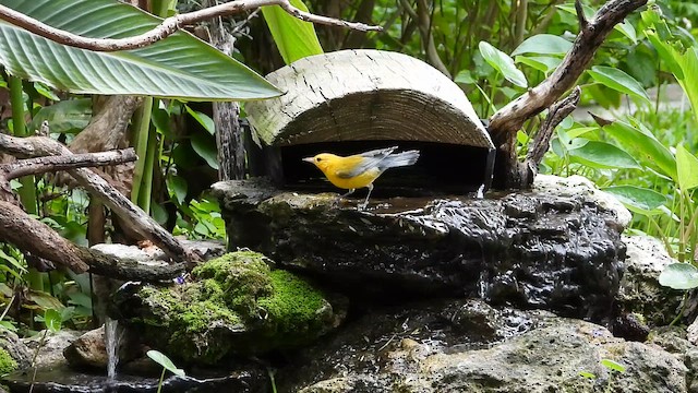 Prothonotary Warbler - ML642051577