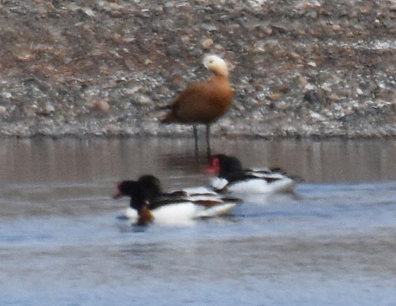Ruddy Shelduck - ML642051584