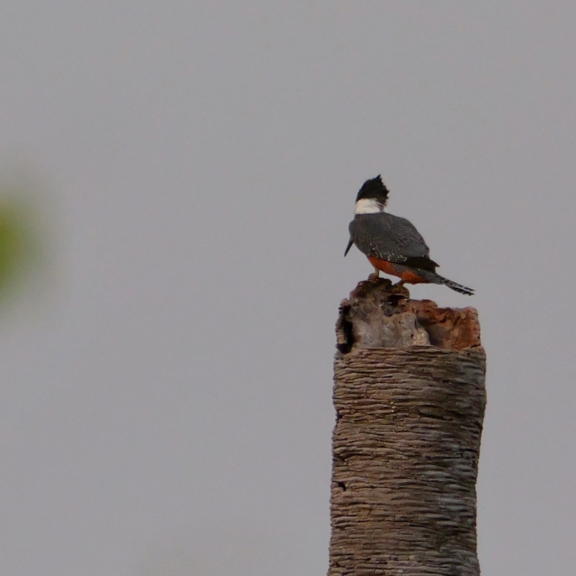 Ringed Kingfisher - ML642051607
