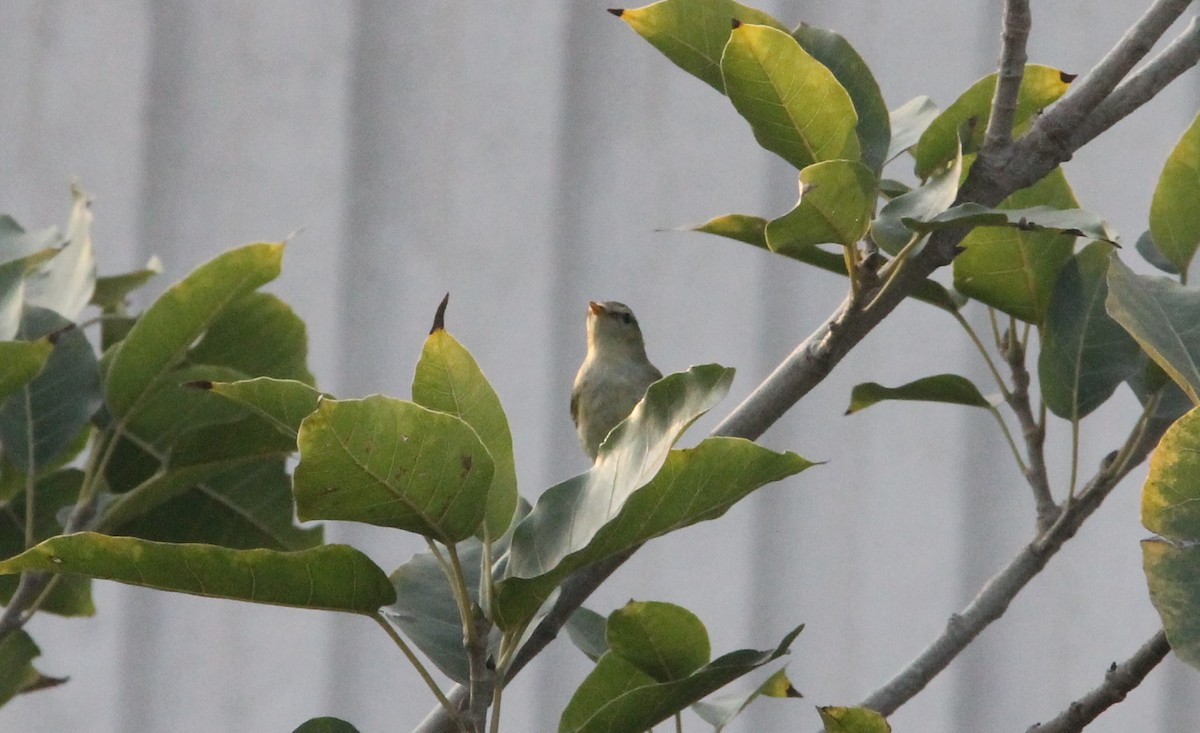 Greenish Warbler - ML642051608