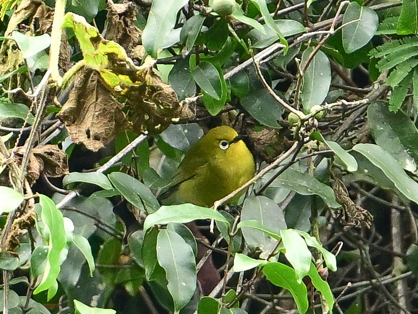 Südbrillenvogel - ML642051613