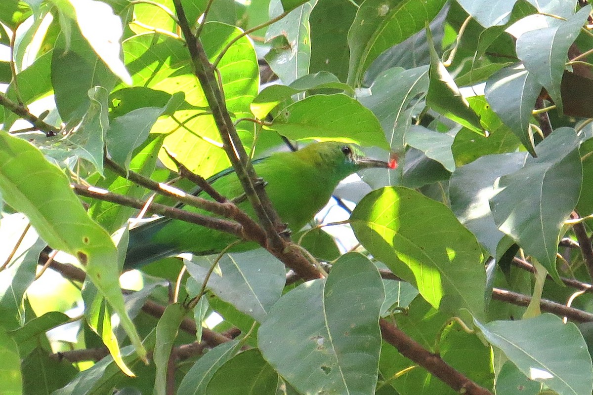 Blue-winged Leafbird - ML642051617