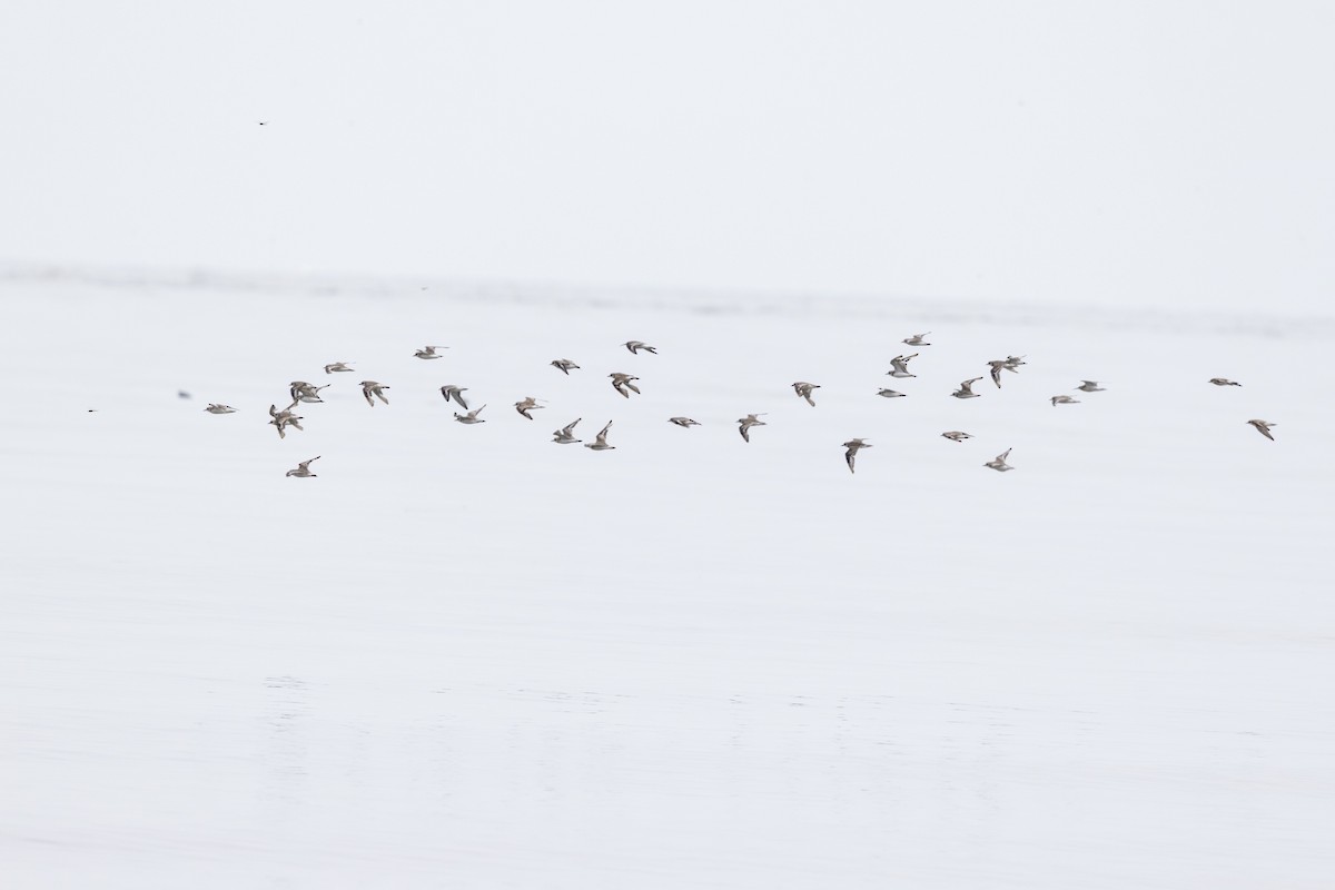 Tibetan Sand-Plover - ML642051619