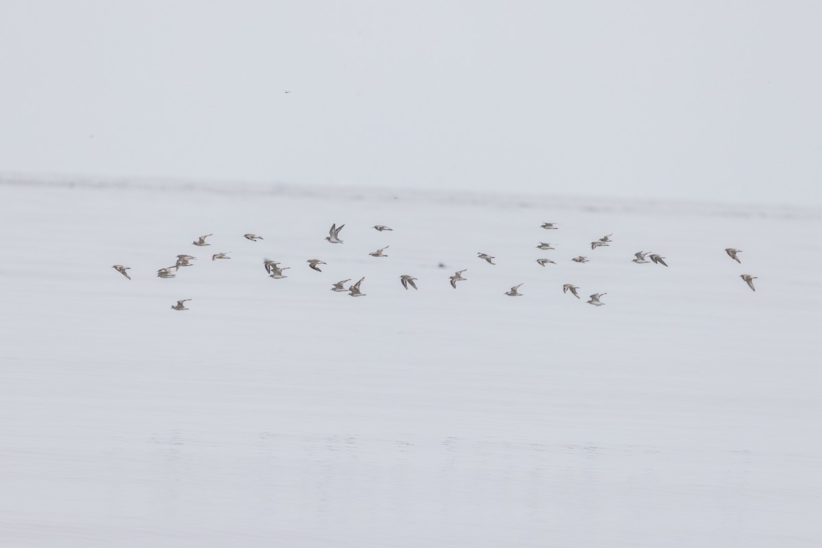 Tibetan Sand-Plover - ML642051620