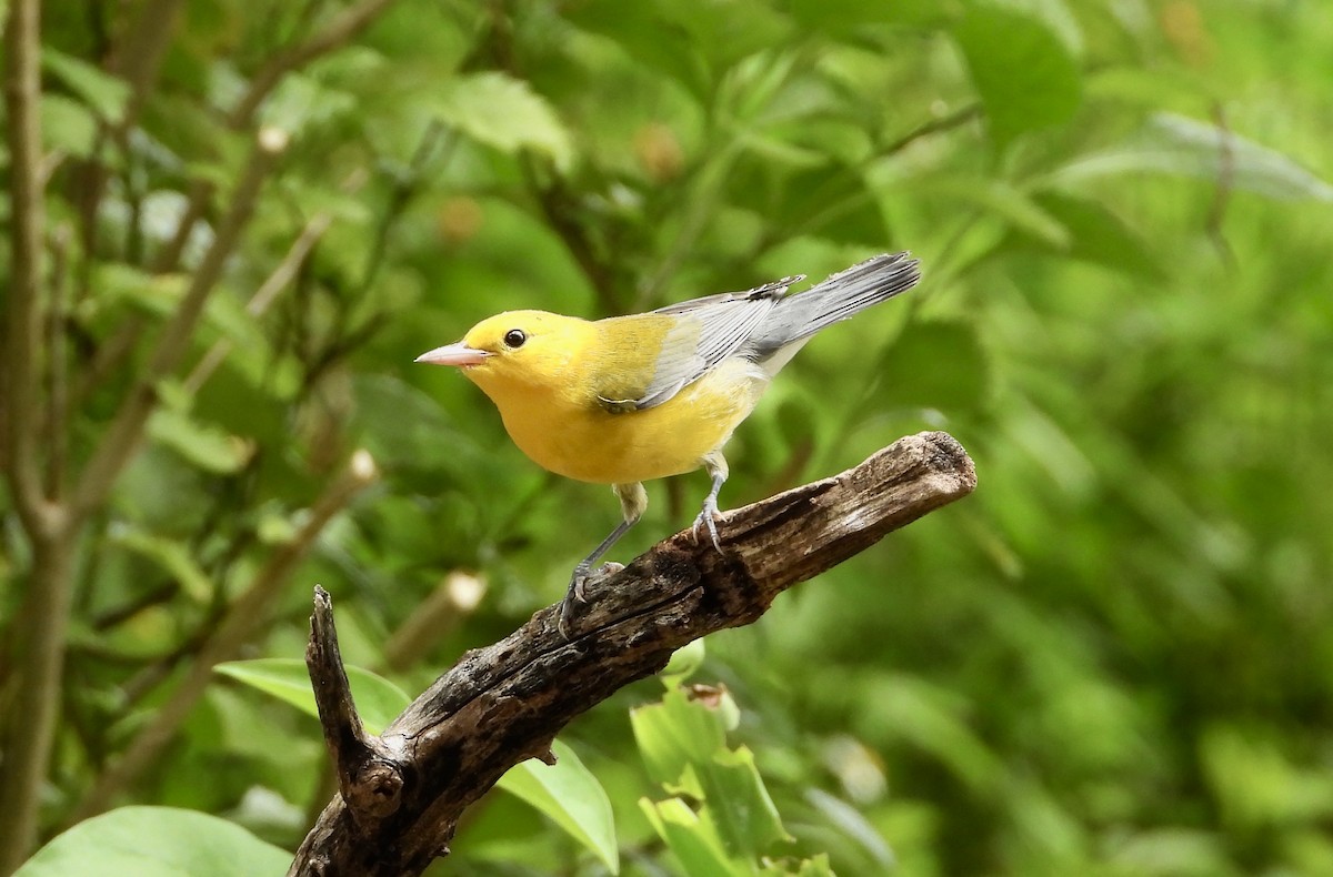 Prothonotary Warbler - ML642051622