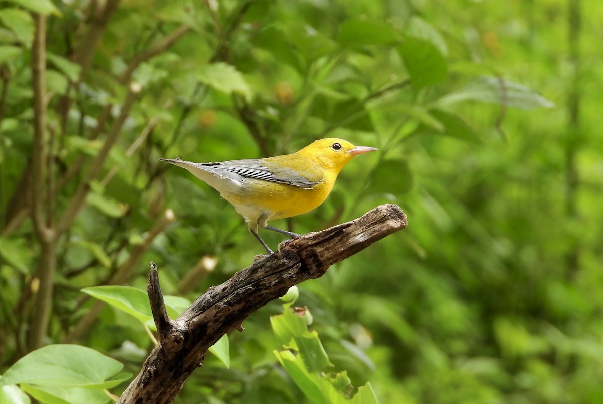 Prothonotary Warbler - ML642051623