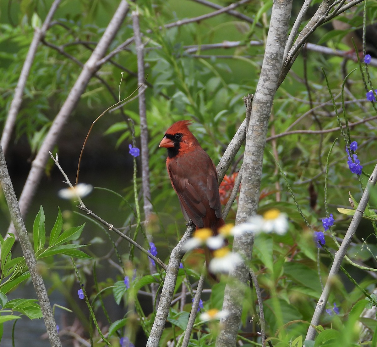 Northern Cardinal - ML642051625
