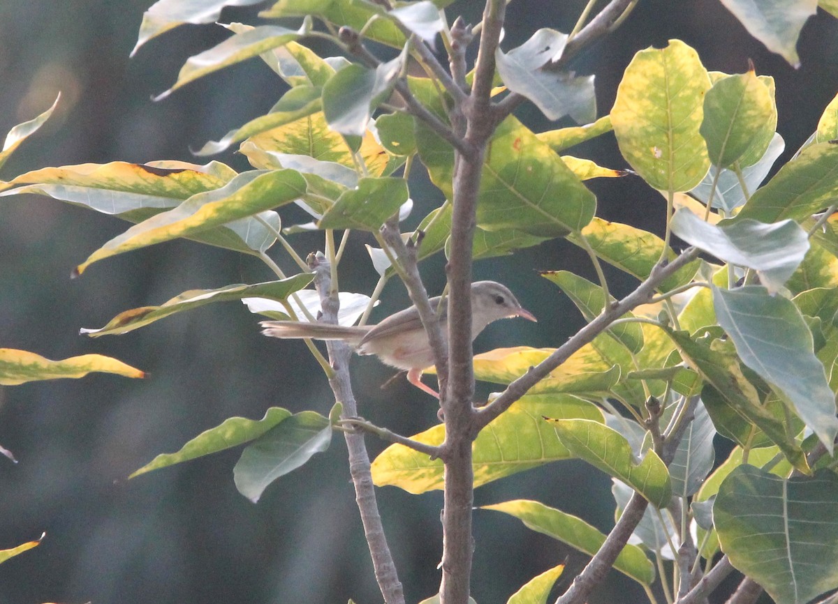 Greenish Warbler - ML642051639