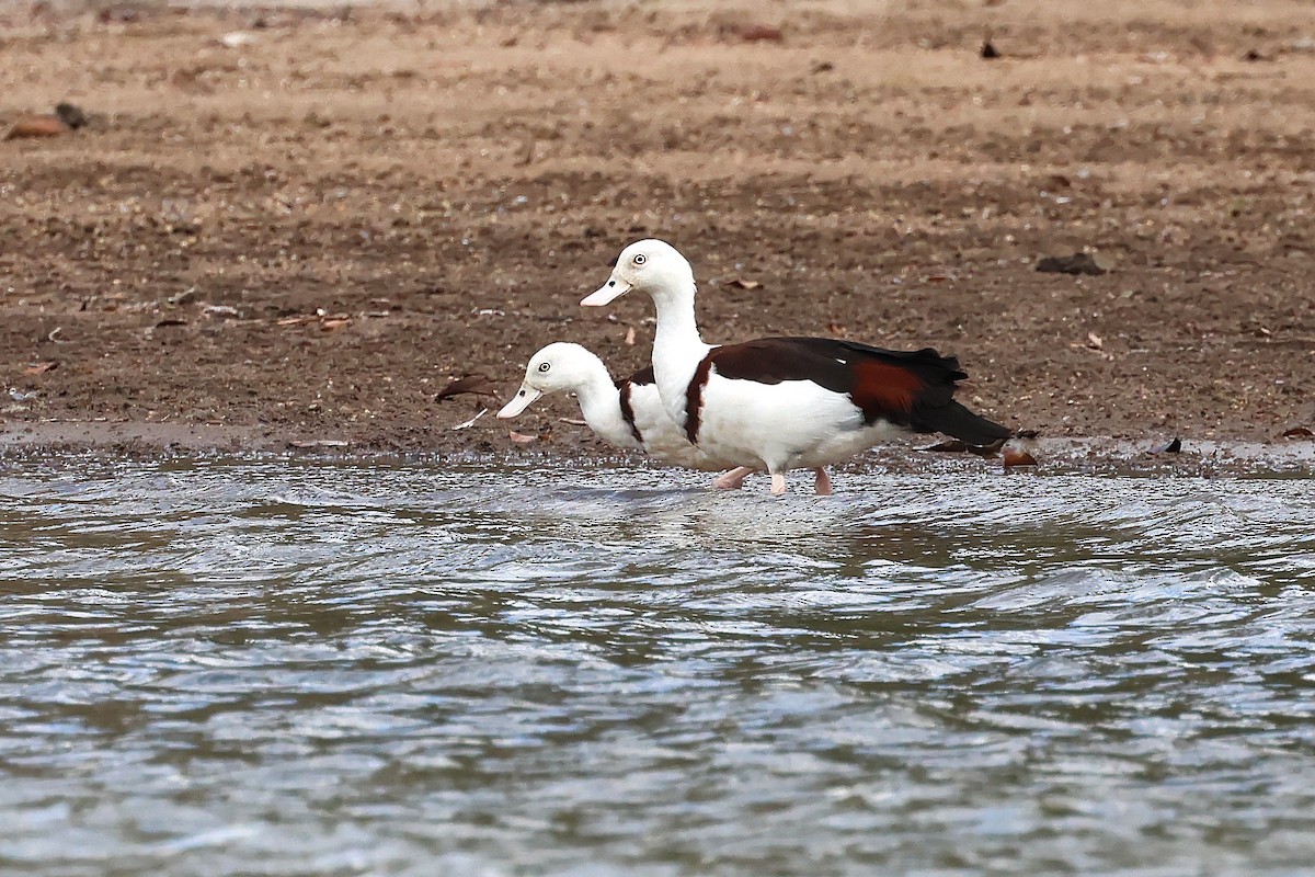 Radjah Shelduck - ML642051652
