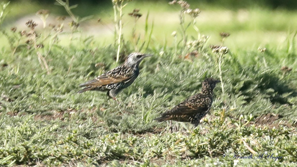 European Starling - ML642051674