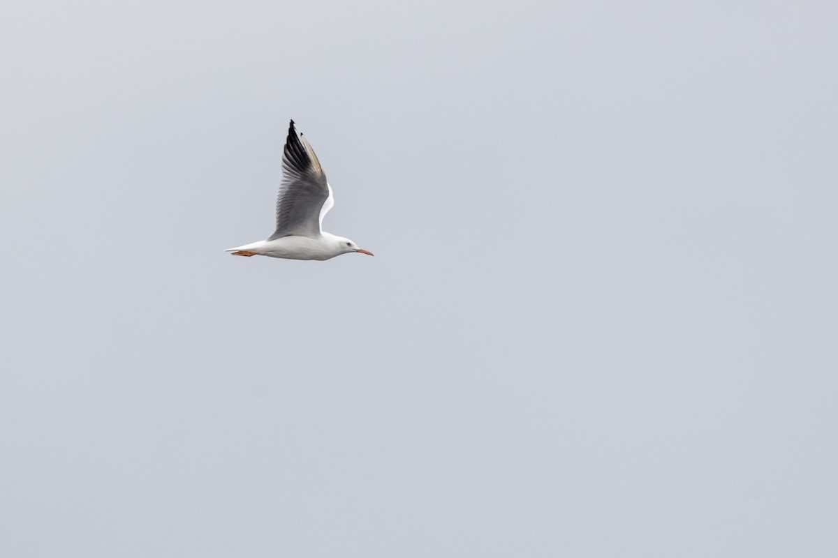 Slender-billed Gull - ML642051683