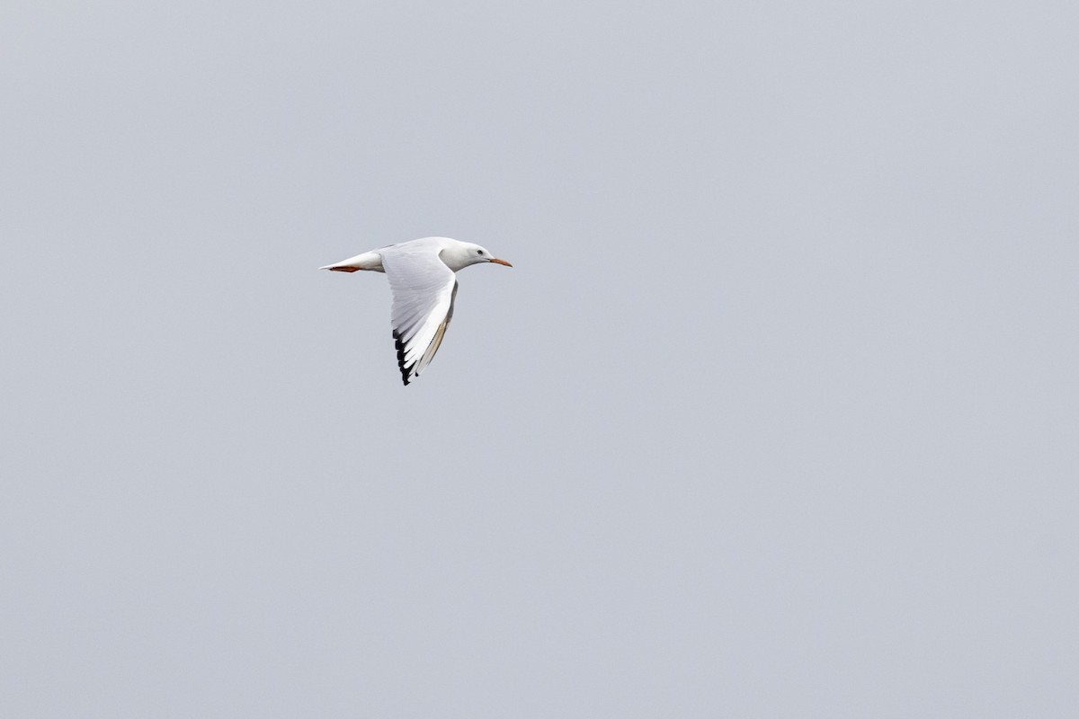 Slender-billed Gull - ML642051684