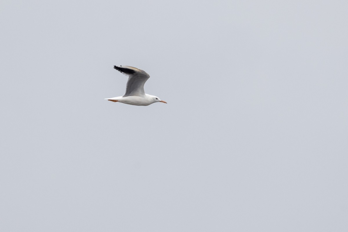 Slender-billed Gull - ML642051685