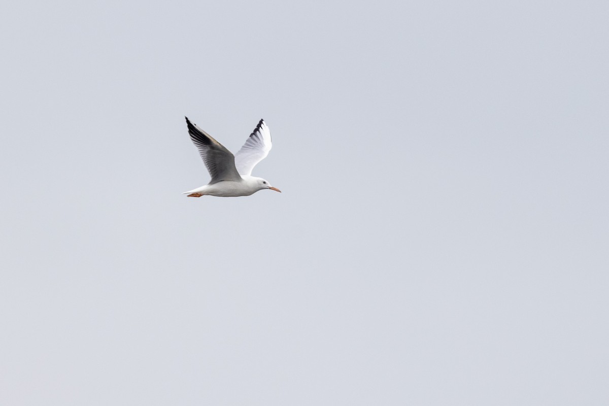 Slender-billed Gull - ML642051686