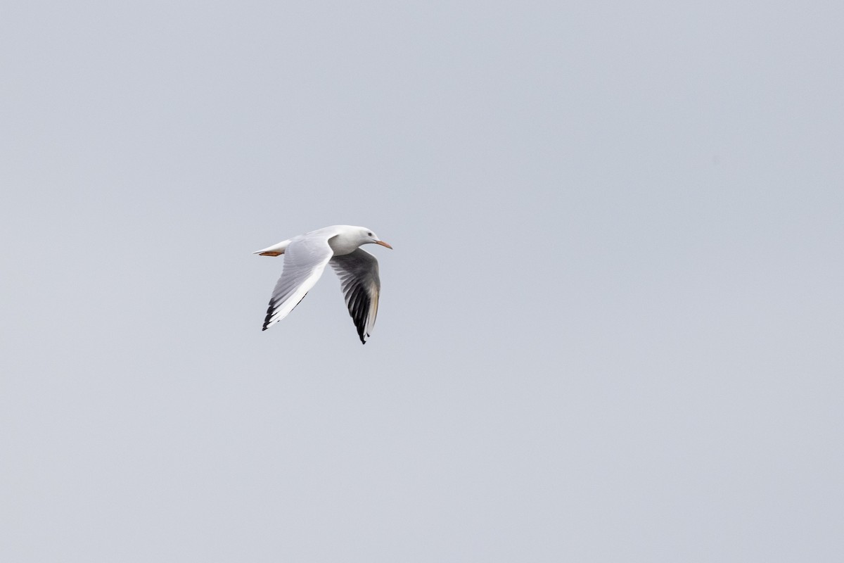 Slender-billed Gull - ML642051687