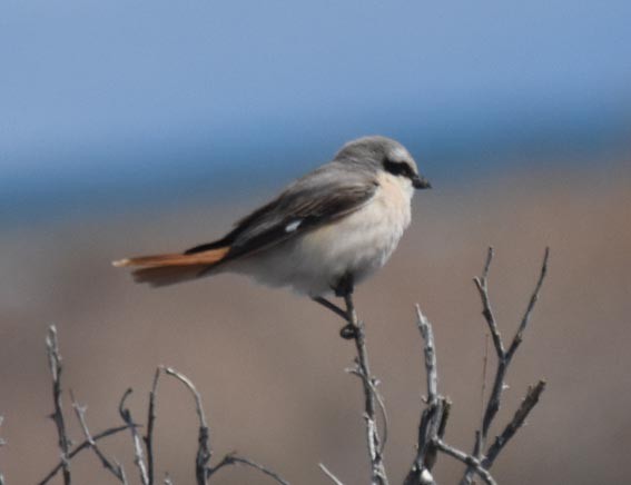 Antzandobi isabeldarra - ML642051692