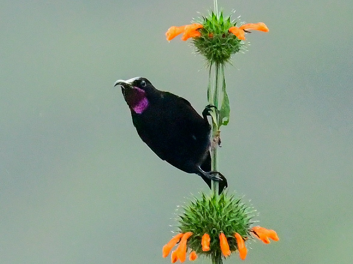 Amethystglanzköpfchen - ML642051702