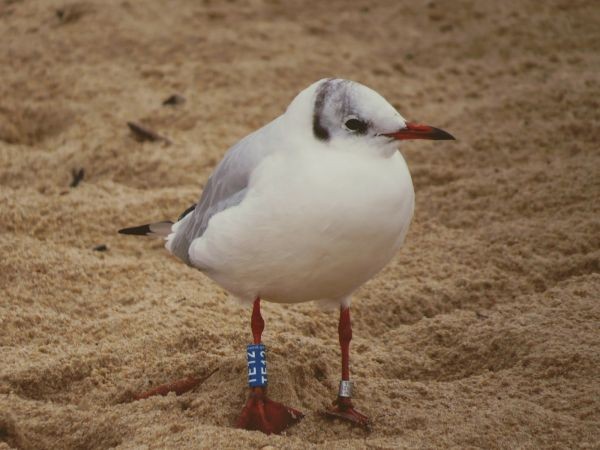 Mouette rieuse - ML642051729