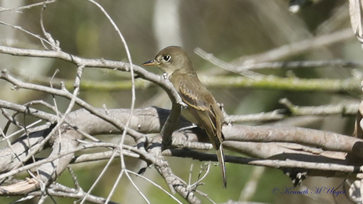 Western Flycatcher - ML642051735
