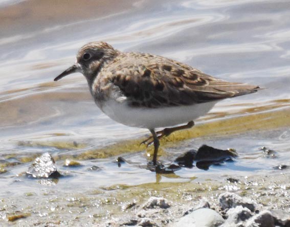 Temminck's Stint - ML642051737