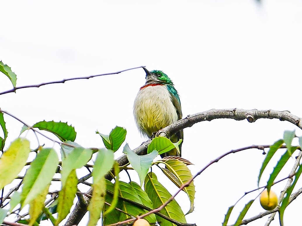 Banded Sunbird - ML642051739