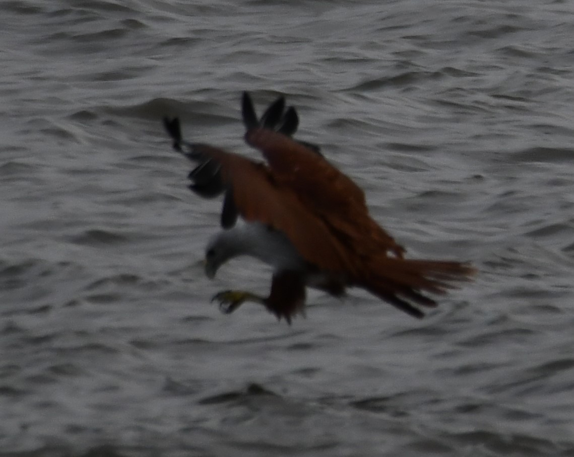 Brahminy Kite - ML642051740