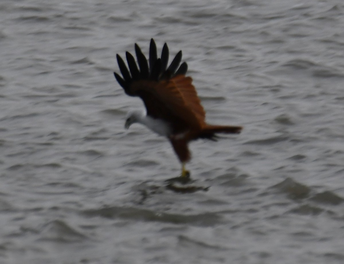 Brahminy Kite - ML642051742