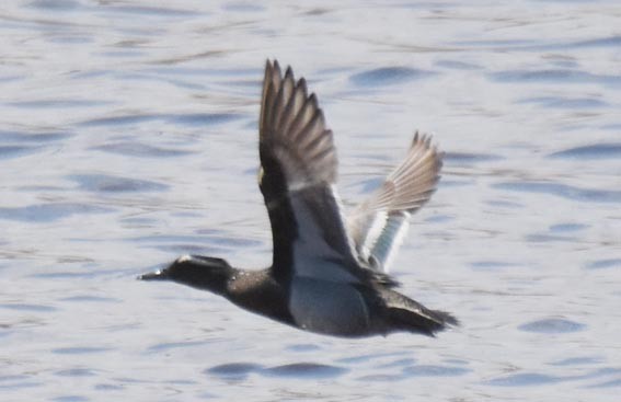 Garganey - ML642051743