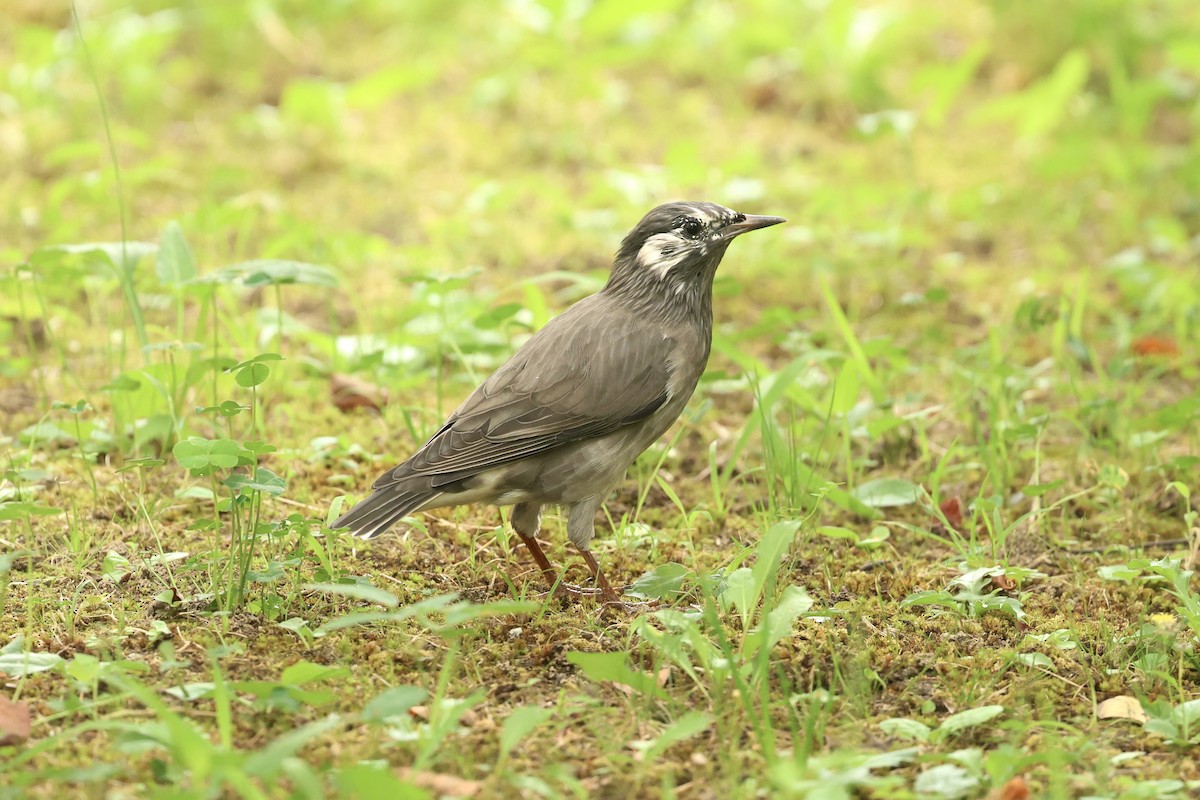 灰椋鳥 - ML642051744