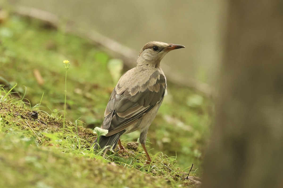 灰椋鳥 - ML642051745