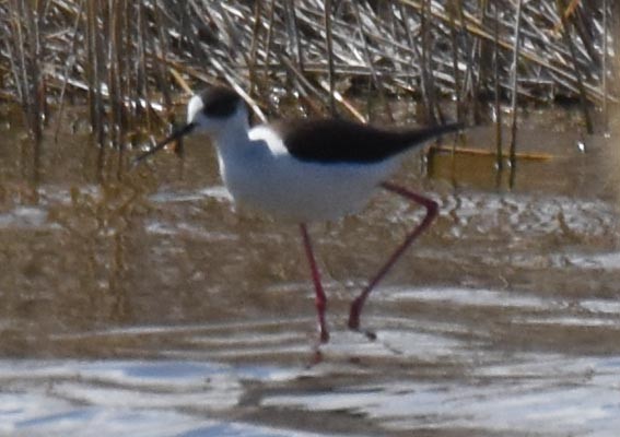 Black-winged Stilt - ML642051752