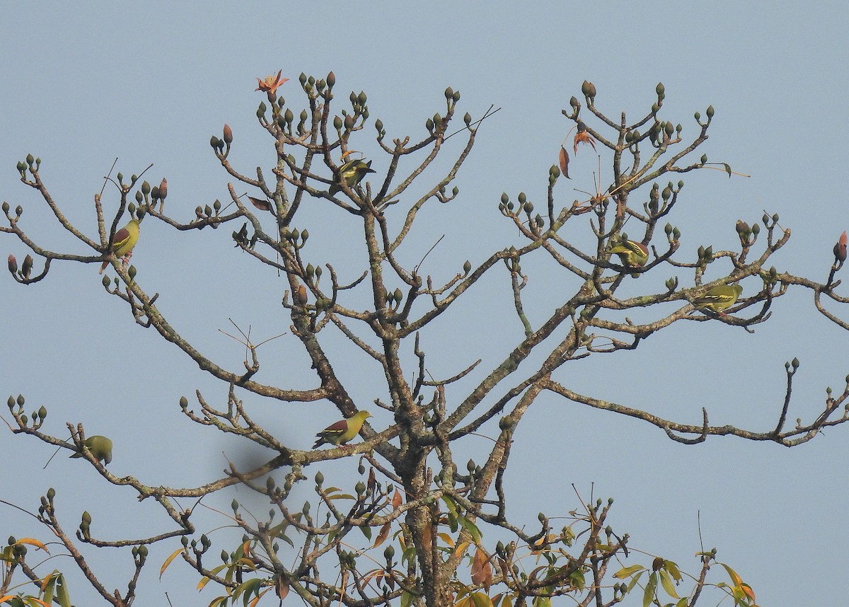 Ashy-headed Green-Pigeon - ML642051753