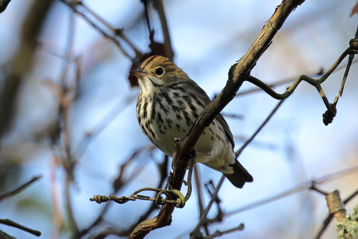 Ovenbird - ML642051754