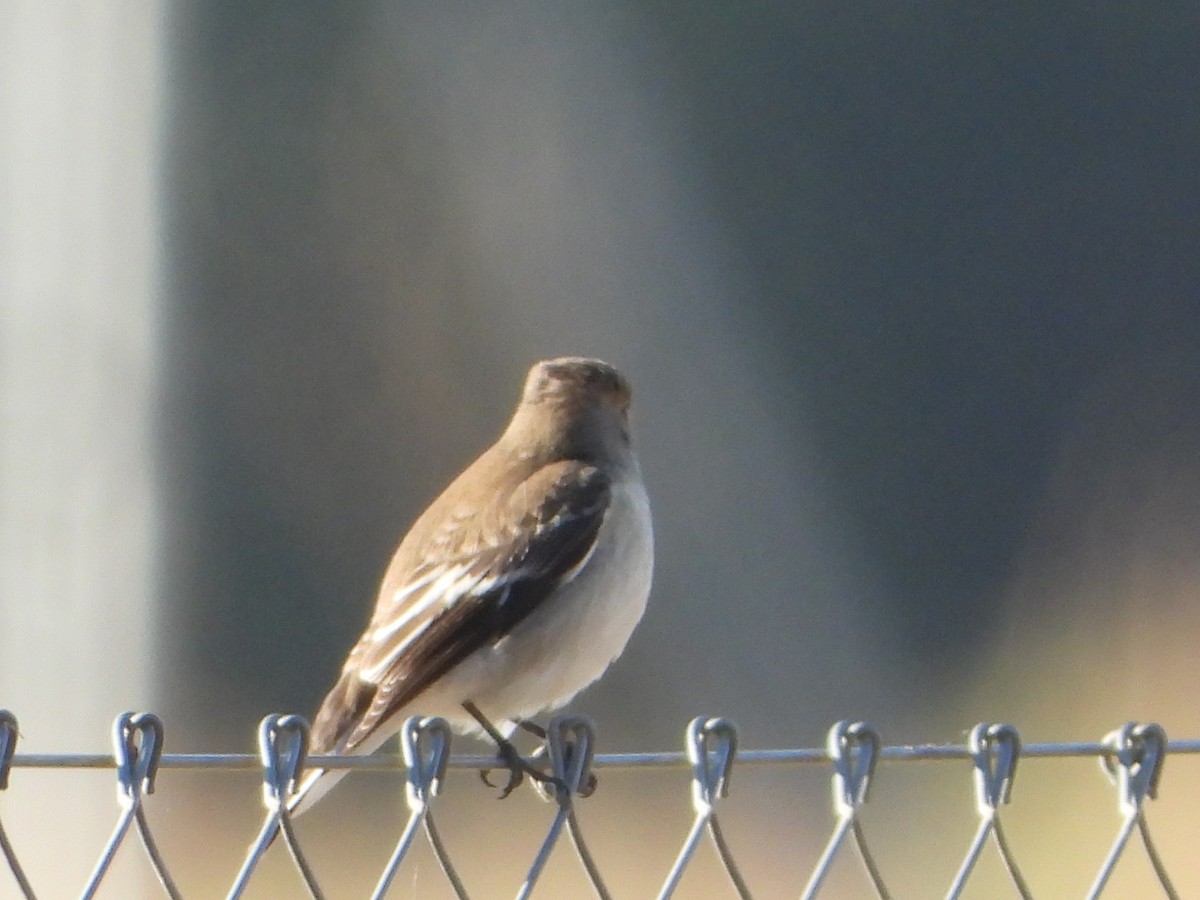 European Pied Flycatcher - ML642051756