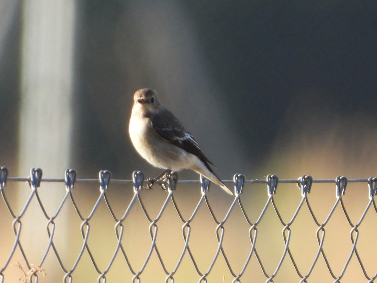 European Pied Flycatcher - ML642051757