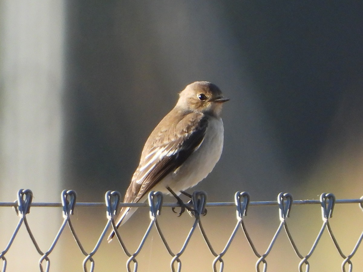 European Pied Flycatcher - ML642051758