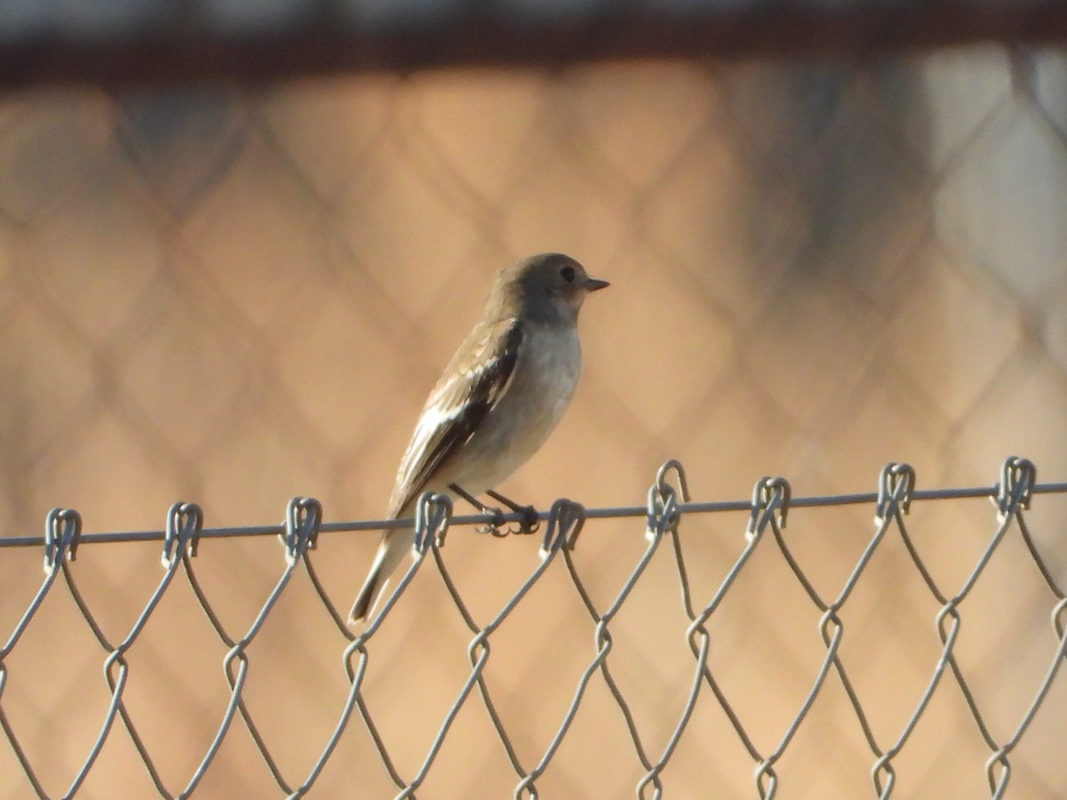 European Pied Flycatcher - ML642051761