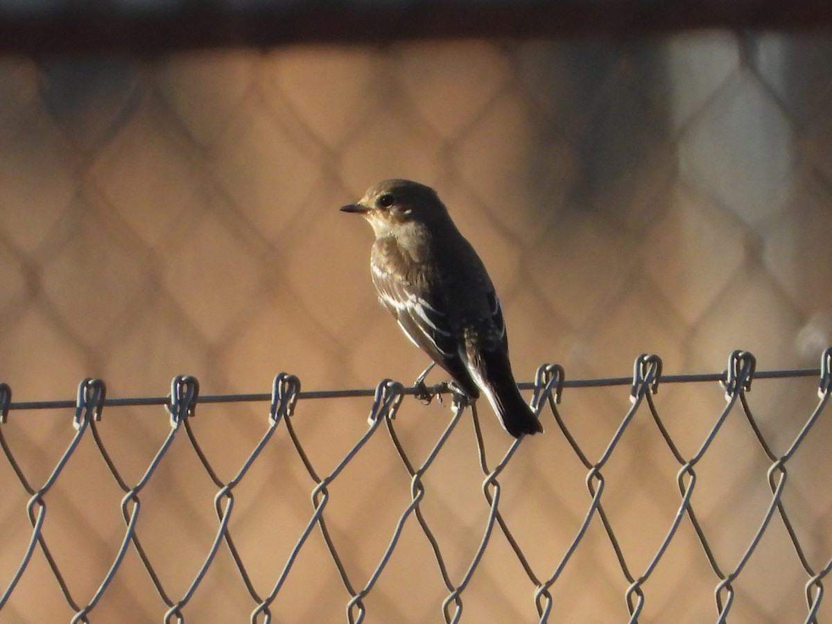European Pied Flycatcher - ML642051763