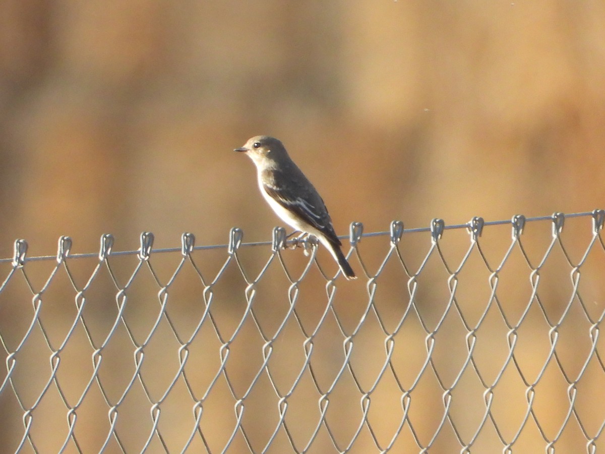 European Pied Flycatcher - ML642051765