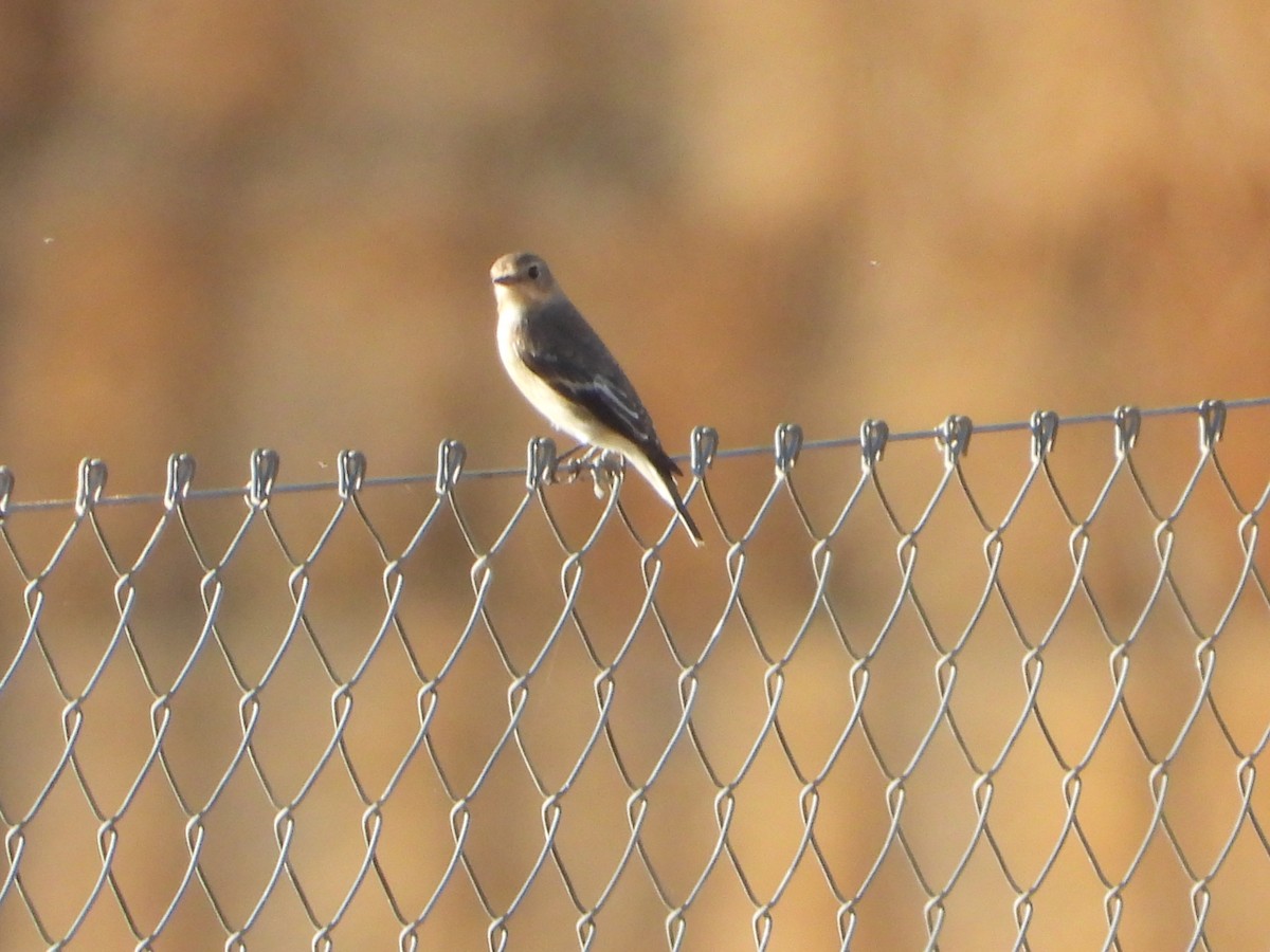 European Pied Flycatcher - ML642051766