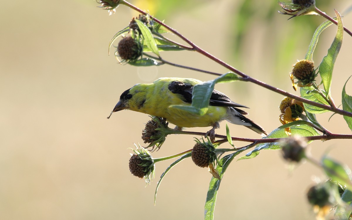 American Goldfinch - ML642051767