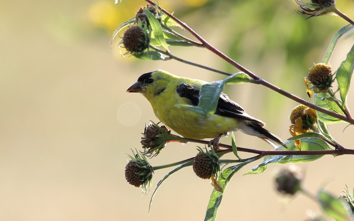 American Goldfinch - ML642051768